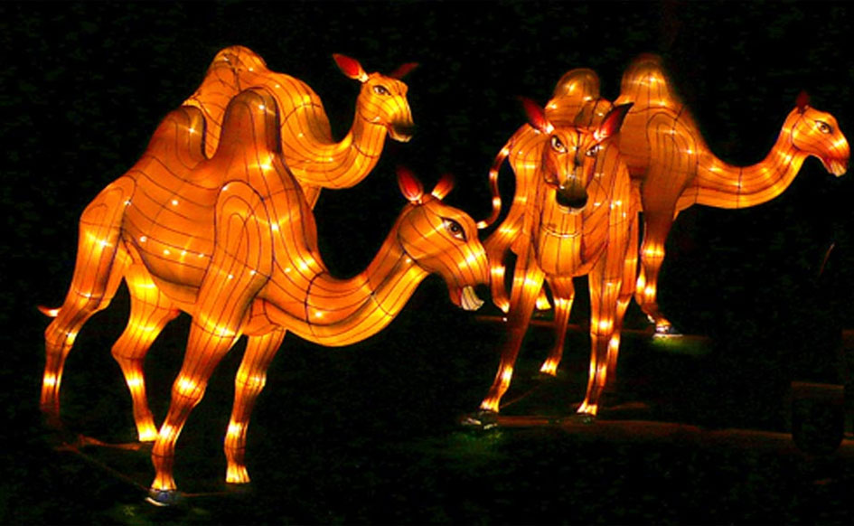 China Lantern Camels